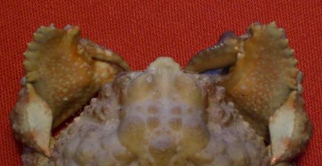 calappa liaoi T.F.C. rostrum.bmp